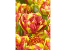 Tulipa Sundowner 144,4�. �� 10��.jpg