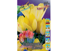 Tulipa Sunshine Club 139,3�. �� 10��.jpg