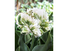 Tulipa Super Parrot 113,8�. �� 10��.jpg