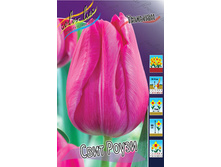 Tulipa Sweet Rosy 88,2�. �� 10��.jpg