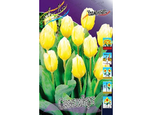 Tulipa Sweetheart 86,2�. �� 10��.jpg