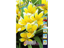 Tulipa Tarda 52,5�. �� 10��.jpg