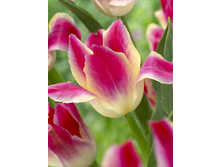 Tulipa Tender Whisper 113,8�. �� 10��.jpg