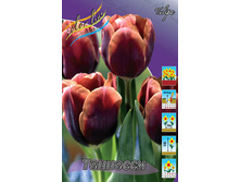 Tulipa Tennessee 83,1�. �� 10��.jpg