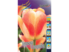 Tulipa Tequilla Sunrise 124�. �� 10��.jpg