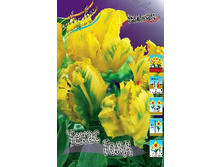 Tulipa Texas Gold 113,8�. �� 10��.jpg