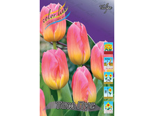Tulipa Tom Pouce 103,6�. �� 10��.jpg