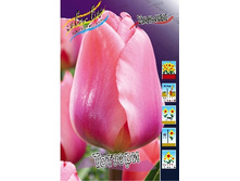 Tulipa Tottori 124�. �� 10��.jpg