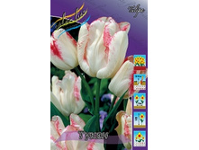 Tulipa Toucan 118,9�. �� 10��.jpg