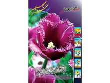 Tulipa Traveller 1087�. �� 10��.jpg