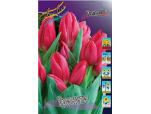 Tulipa Trinity 93,3�. �� 10��.jpg