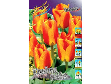 Tulipa United States 83,1�. �� 10��.jpg