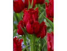 Tulipa Unity 175,1�. �� 10��.jpg