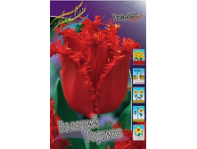 Tulipa Valery Gergiev 124�. �� 10��.jpg