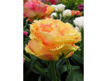 Tulipa Vaya Con Dios 164,9�. �� 5��.jpg