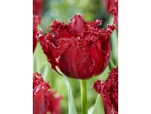 Tulipa Versace 164,9�. �� 10��.jpg