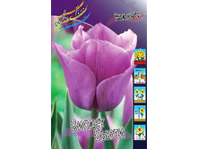 Tulipa Violet Beauty 103,6�. �� 10��.jpg