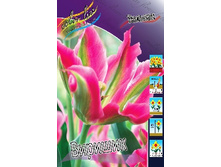 Tulipa Virichic 93,3�. �� 10��.jpg