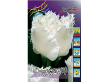 Tulipa Visionair 144,4�. �� 10��.jpg