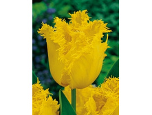 Tulipa Warbler 159,8�. �� 10��.jpg