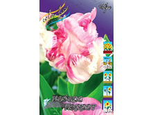 Tulipa Webers Parrot 182,2�. �� 10��.jpg