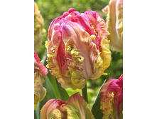 Tulipa Webers Parrot Spectrum 182,2�. �� 10��.jpg