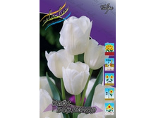 Tulipa Weisse Berliner 124�. �� 10��.jpg