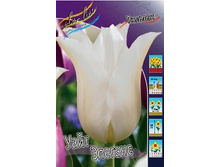 Tulipa White Elegance 103,6�. �� 10��.jpg