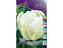Tulipa White Parrot 118,9�. �� 10��.jpg