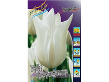 Tulipa White Triumphator 103,6�. �� 10��.jpg