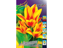 Tulipa Winnipeg 83,1�. �� 10��.jpg