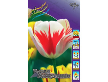 Tulipa World Expression 100,5�. �� 10��.jpg