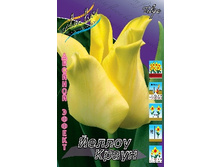 Tulipa Yellow Crown 205,7�. �� 10��.jpg
