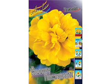 Tulipa Yellow Pompenette 78�. �� 10��.jpg