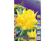 Tulipa Yellow Spider 124�. �� 10��.jpg