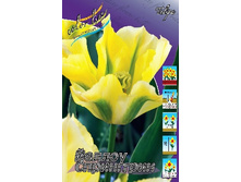 Tulipa Yellow Springgreen 118,9�. �� 10��.jpg