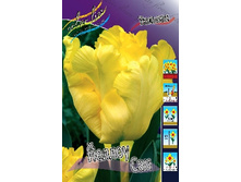 Tulipa Yellow Sun 124�. �� 10��.jpg