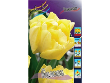 Tulipa Yellowa 88,2�. �� 10��.jpg