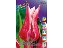 Tulipa Yonina 88,2�. �� 10��.jpg