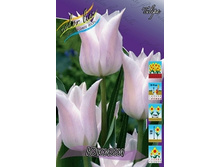 Tulipa Youkihi 88,2�. �� 10��.jpg