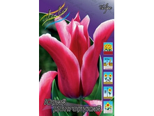 Tulipa Yuri Dolgorukiy 93,3�. �� 10��.jpg