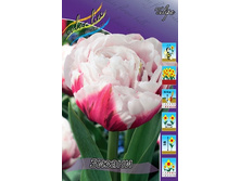 Tulipa Zizanie 98,5�. �� 10��.jpg