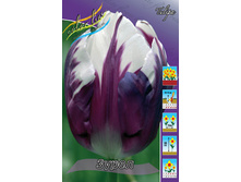 Tulipa Zurel 129,1�. �� 10��.jpg