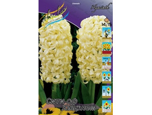 hyacinth_city_of_haarlem_695ya._pp_5_yaya..jpg