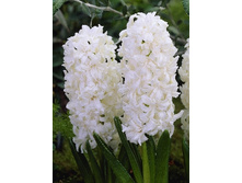 hyacinth_madame_sophie_1682ya._pp_5yaya.jpg