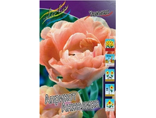 tulipa_apricot_angelique_1853ya._pp_10yaya.jpg