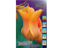 tulipa_ballerina_78ya._pp_10yaya.jpg
