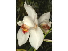 Cymbidium-erythrostylum.jpg