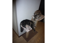 28.05.2013 9:06:38
