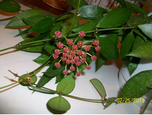 Gracilis Hoya